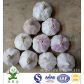Normal White Garlic New Crop 2016 From Jinxiang of China